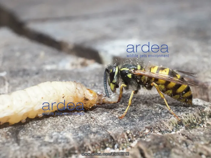 : Common wasp - dissecting wax moth larva - UK : Common wasp - dissecting wax moth larva - UK