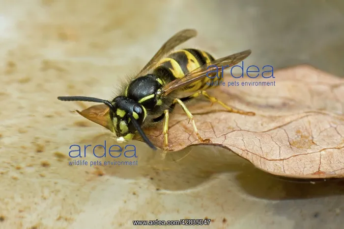 : Common Wasp - drinking at bird bath : Common Wasp - drinking at bird bath