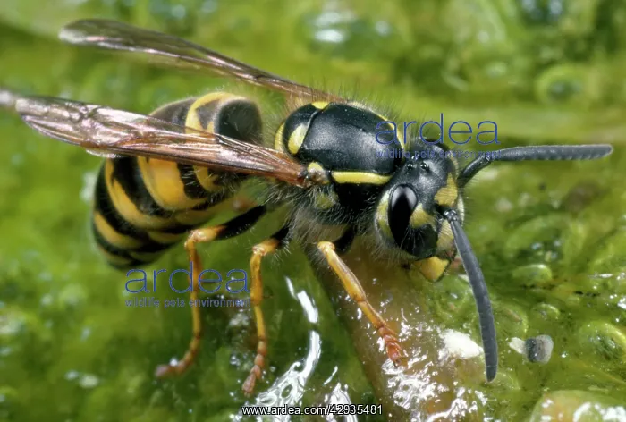 : Common Wasp - drinking water : Common Wasp - drinking water