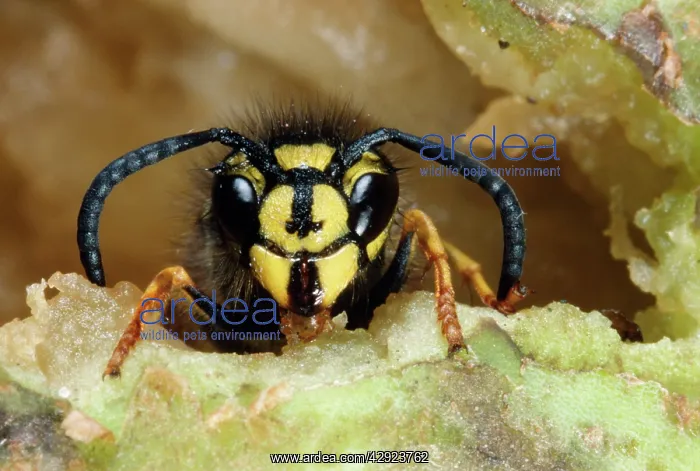 : Common WASP - feeding : Common WASP - feeding