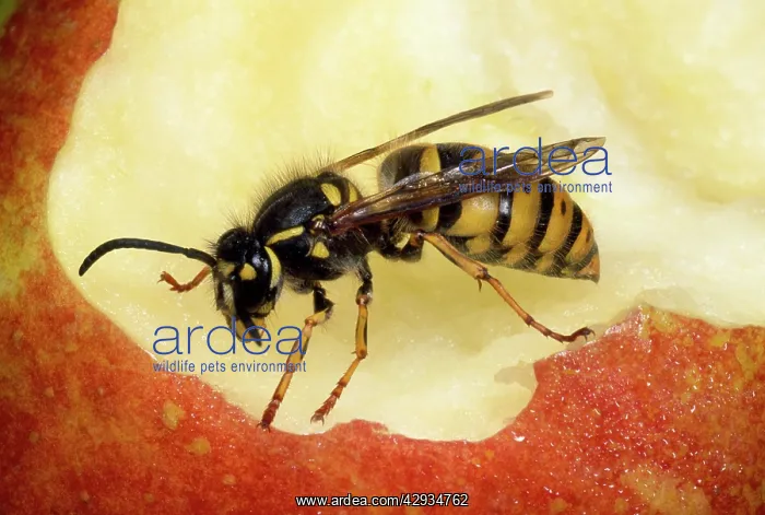 : Common Wasp - feeding on apple core : Common Wasp - feeding on apple core