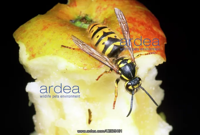 : Common Wasp - feeding on apple core : Common Wasp - feeding on apple core