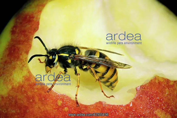 : COMMON WASP - feeding on apple core : COMMON WASP - feeding on apple core