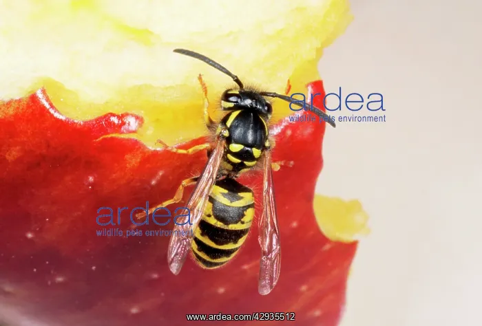 : COMMON WASP - feeding on apple core : COMMON WASP - feeding on apple core