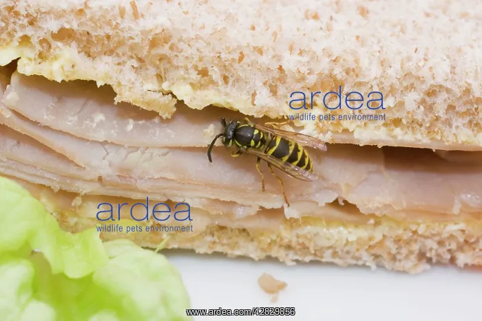  : Common Wasp feeding on ham sandwich