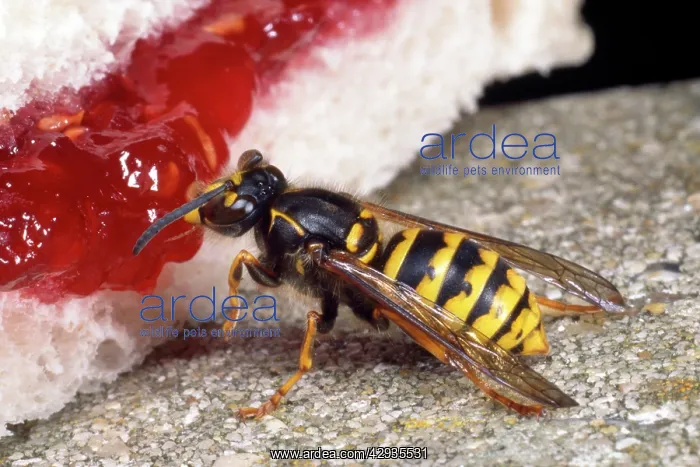 : Common Wasp - feeding on jam : Common Wasp - feeding on jam