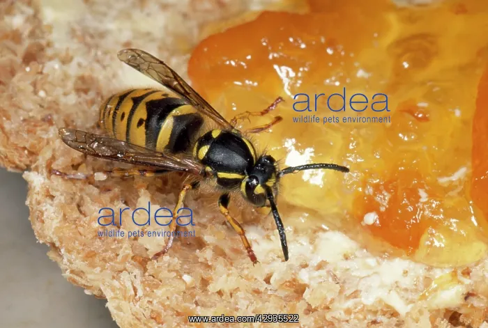 : Common Wasp - feeding om marmalade : Common Wasp - feeding om marmalade