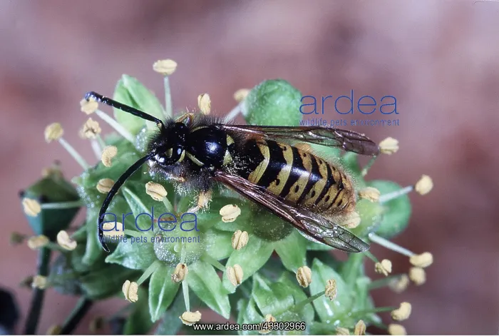 : COMMON WASP - on flower : COMMON WASP - on flower