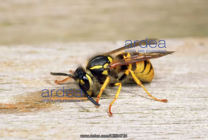 : Common Wasp - gathering wood for nest : Common Wasp - gathering wood for nest