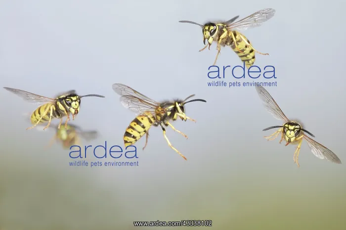 : Common Wasp - group in flight : Common Wasp - group in flight