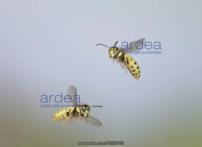 : Common Wasp - group in flight : Common Wasp - group in flight