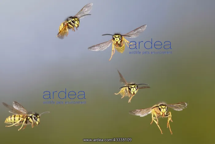 : Common Wasp - group in flight : Common Wasp - group in flight
