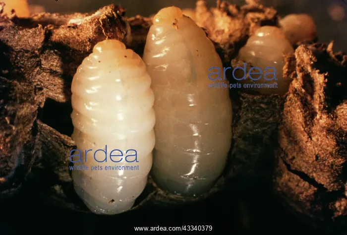 : Common WASP - grubs : Common WASP - grubs