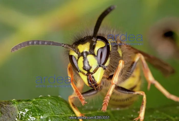 : Common Wasp - head-on close-up, early autumn : Common Wasp - head-on close-up, early autumn