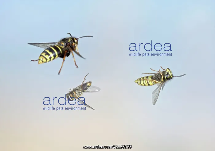 : Common Wasp and Hover fly swerve to avoid Median : Common Wasp and Hover fly swerve to avoid Median