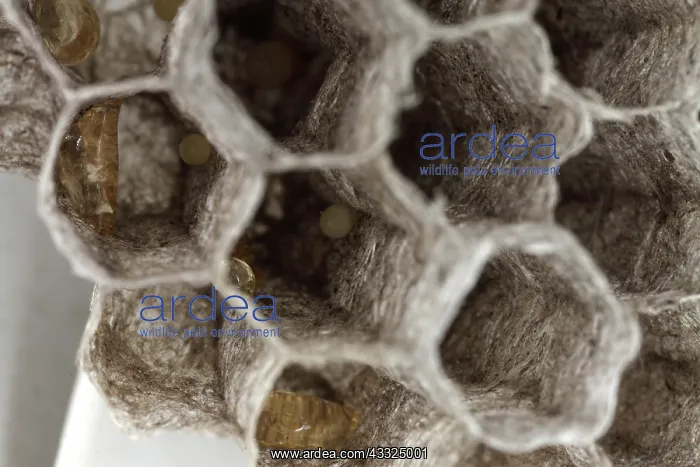 : Common Wasp Larva : Common Wasp Larva