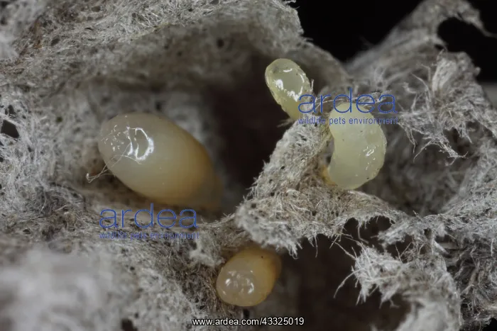: Common Wasp Larva : Common Wasp Larva