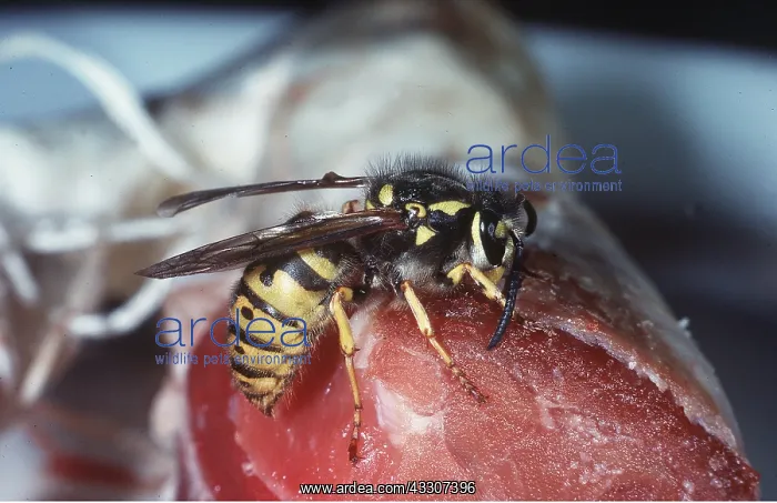 : COMMON WASP ON MEAT : COMMON WASP ON MEAT