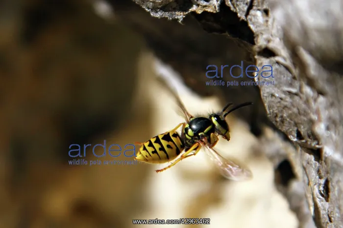 : Common wasp - at nest : Common wasp - at nest