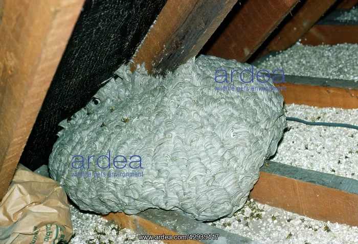 : Common WASP - nest in attic of house : Common WASP - nest in attic of house