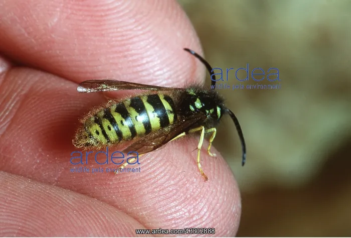 : COMMON WASP- on person's fingertip : COMMON WASP- on person's fingertip