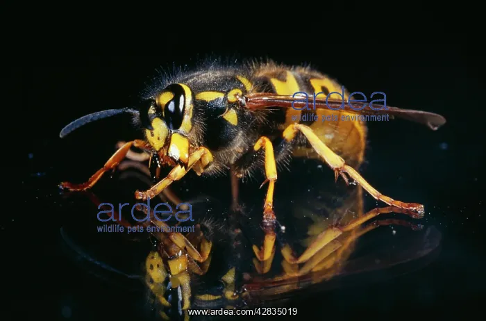 : Common WASP- Queen facing side : Common WASP- Queen facing side