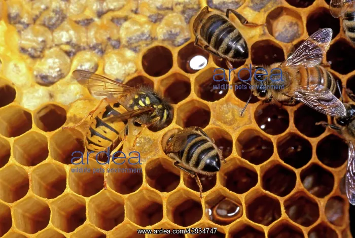 : COMMON WASP - STEALING HONEY from Honeybees : COMMON WASP - STEALING HONEY from Honeybees
