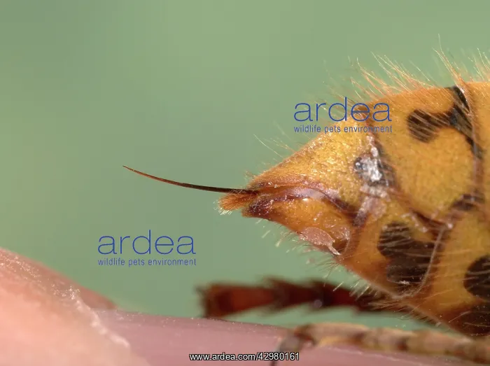 : Common Wasp - Stinger : Common Wasp - Stinger