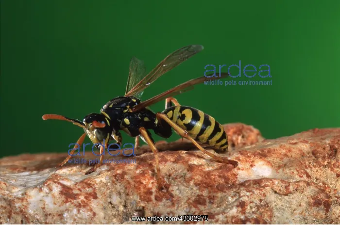 : COMMON WASP - ON STONE : COMMON WASP - ON STONE