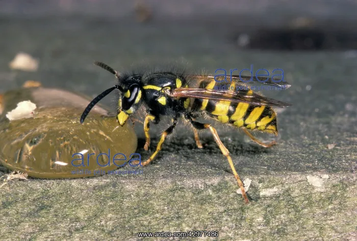 : Common Wasp - sucking honey : Common Wasp - sucking honey