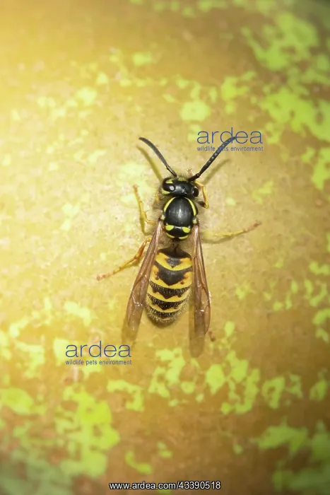 : Common wasp (Vespula vulgaris) adult on a fallen : Common wasp (Vespula vulgaris) adult on a fallen