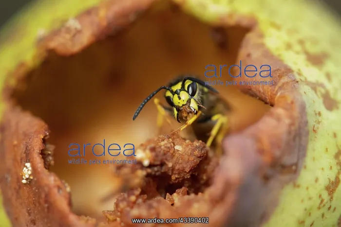 : Common wasp (Vespula vulgaris) adult feeding on : Common wasp (Vespula vulgaris) adult feeding on