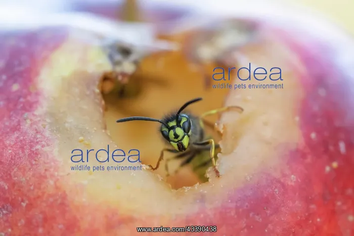 : Common wasp (Vespula vulgaris) adult feeding on : Common wasp (Vespula vulgaris) adult feeding on