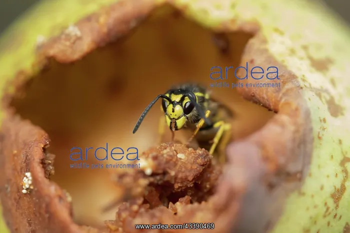: Common wasp (Vespula vulgaris) adult feeding on : Common wasp (Vespula vulgaris) adult feeding on