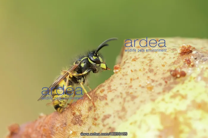 : Common wasp (Vespula vulgaris) adult feeding on : Common wasp (Vespula vulgaris) adult feeding on