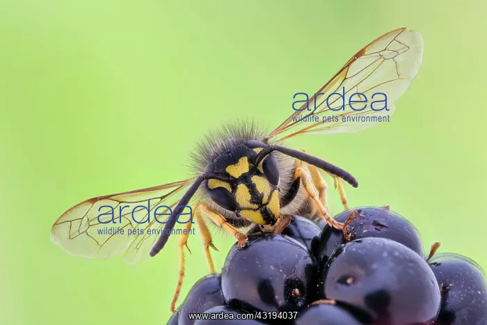 : Common wasp (Vespula vulgaris) on blackberry, Hannover : Common wasp (Vespula vulgaris) on blackberry, Hannover