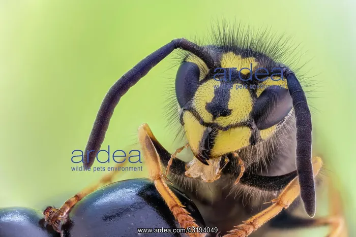 : Common wasp (Vespula vulgaris) on blackberry, Hannover : Common wasp (Vespula vulgaris) on blackberry, Hannover
