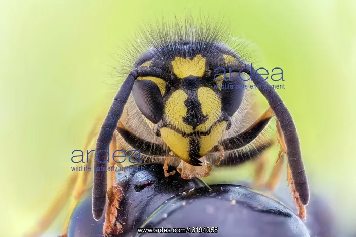 : Common wasp (Vespula vulgaris) on blackberry, Hannover : Common wasp (Vespula vulgaris) on blackberry, Hannover