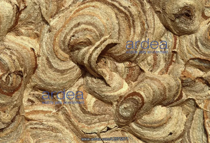 : Common Wasp - Wasp's nest detail : Common Wasp - Wasp's nest detail