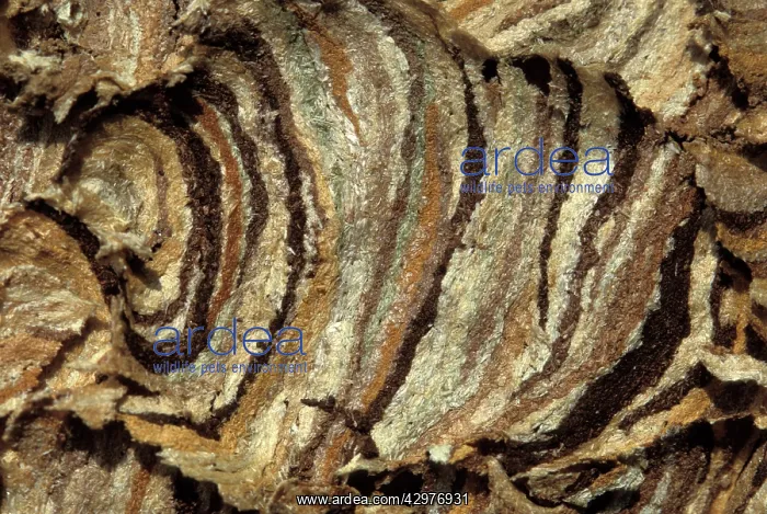 : Common Wasp - Wasp's nest detail : Common Wasp - Wasp's nest detail