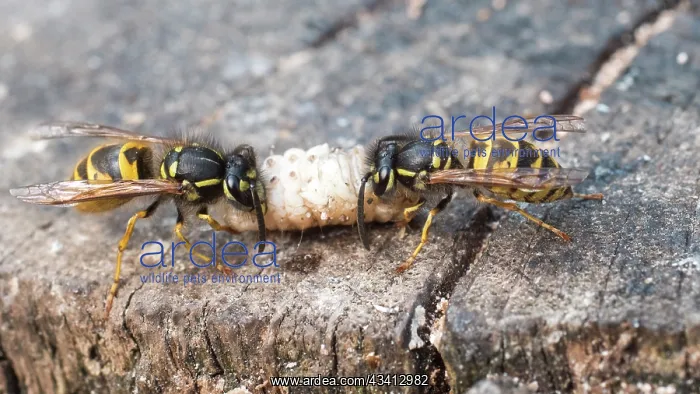 : Common wasps - dissecting wax moth larva - UK : Common wasps - dissecting wax moth larva - UK