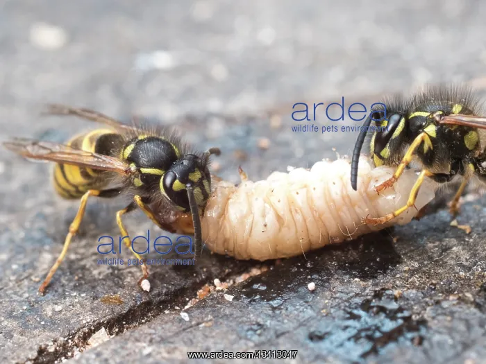 : Common wasps - dissecting wax moth larva - UK : Common wasps - dissecting wax moth larva - UK