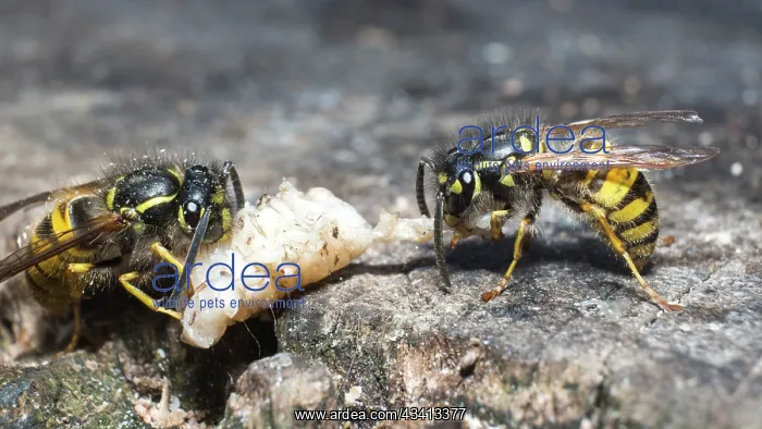 : Common wasps - dissecting wax moth larva - UK : Common wasps - dissecting wax moth larva - UK