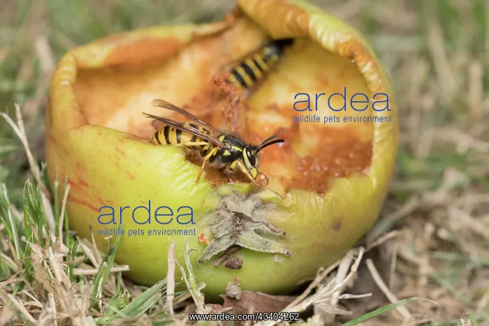 : Common wasps feeding on fallen apple : Common wasps feeding on fallen apple