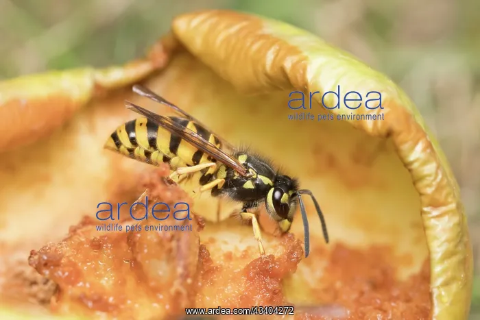 : Common wasps feeding on fallen apple : Common wasps feeding on fallen apple
