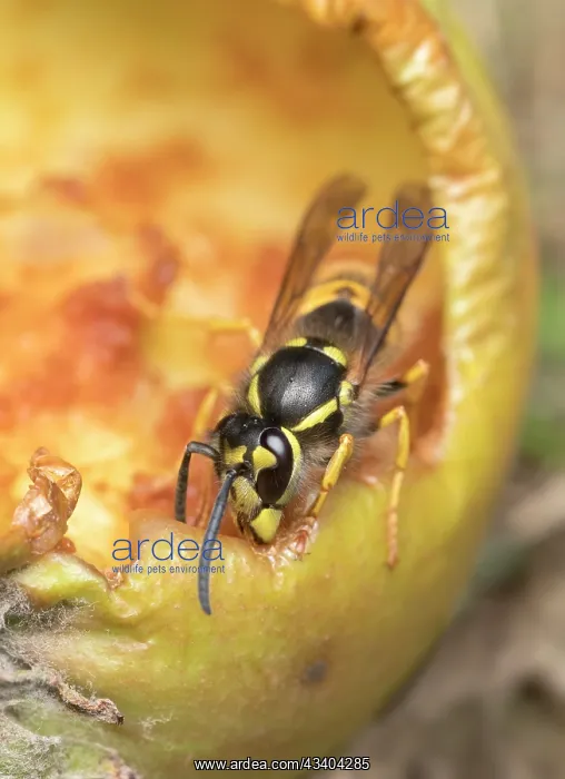 : Common wasps feeding on fallen apple : Common wasps feeding on fallen apple