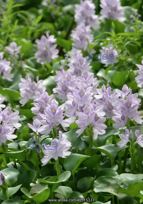 : Common Water Hyacinth : Common Water Hyacinth