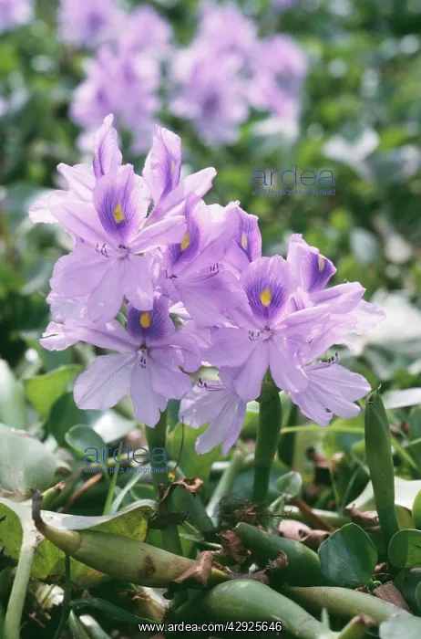 : Common WATER HYACINTH : Common WATER HYACINTH