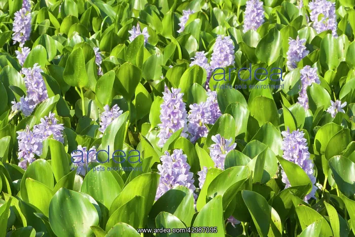 : Common Water Hyacinth : Common Water Hyacinth