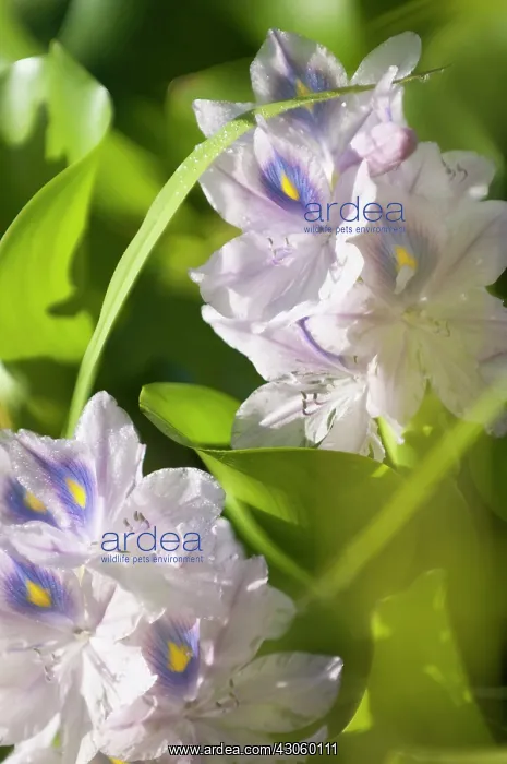 : Common Water Hyacinth : Common Water Hyacinth